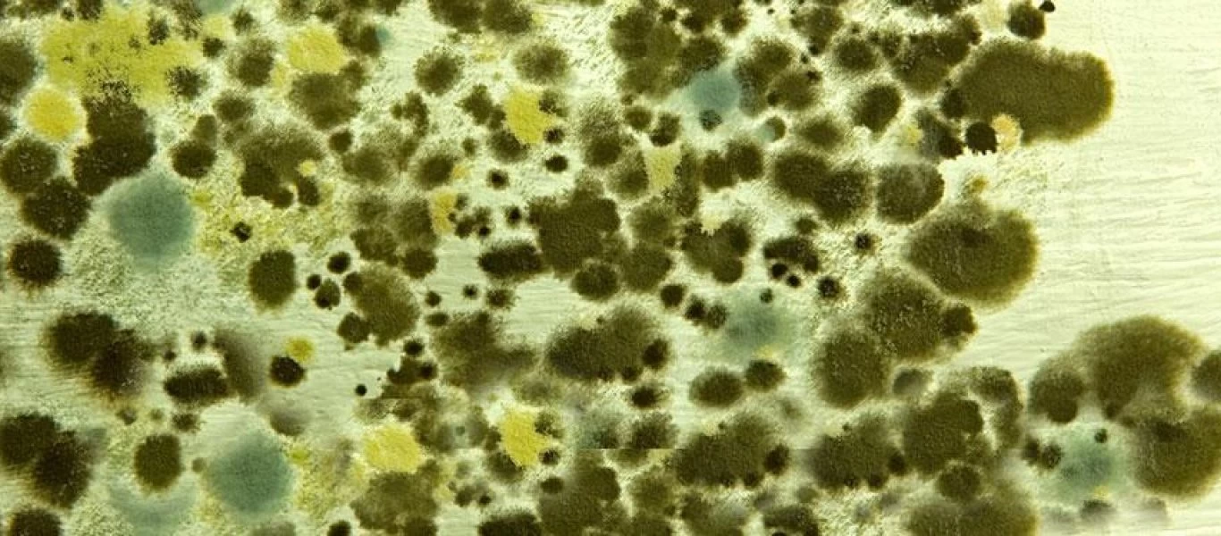 Mυρίζει το σπίτι υγρασία; - Με αυτό το κόλπο θα αλλάξει μυρωδιά